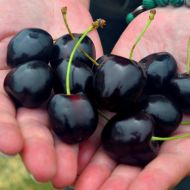 Саджанець Черешня Кордія